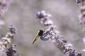close up of a bee pollinating flowers