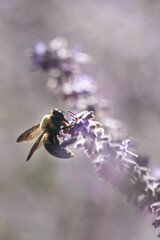 close up of a bee pollinating flowers