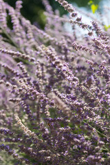 Bees pollinating purple flowers