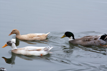 ducks in the water