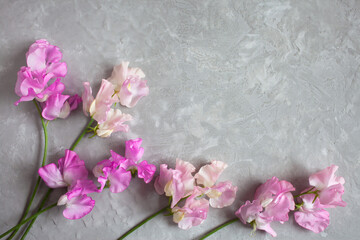 Fototapeta na wymiar Pink sweet pea flowers on gray plaster plaster background, space for text