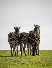 Naklejka premium Three zebras in the african sun on a cloudy day 
