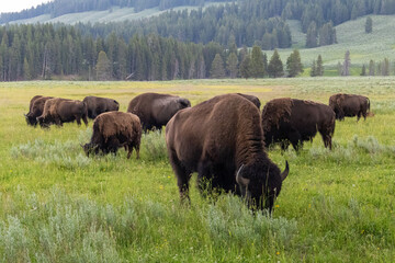 Fototapeta premium The amazing natural beauty of Yellowstone National Park.