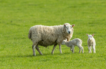 Ewe, a female sheep with her twin newborn lambs in Springtime.  Facing forward in green meadow.  Concept: a mother's love.  Landscape, Horizontal. Space for copy. Yorkshire Dales. UK