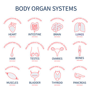 Body organs systems silhouette set. Human anatomy icons of liver, heart, intestine, brain, thyroid, kidney, thyroid, bladder, stomach. Medical vector illustration.