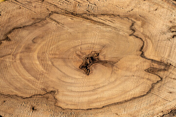 Natural wood texture with stripes. An extremely high-resolution photo.