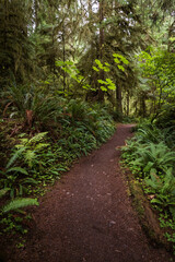Hiking Trail Through Lush, Green Pacific Northwest Rainforest in Olympic Peninsula