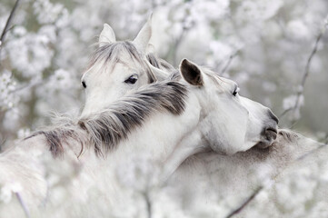 Fototapeta konie wiosną obraz