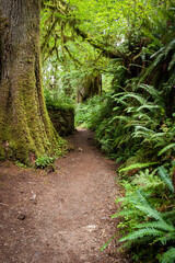 Naklejka na ściany i meble Hiking Trail Lined with Lush, Green Ferns in Pacific Northwest Rainforest
