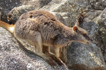 Rock Wallaby Australia. Granit Gorge Nature Park