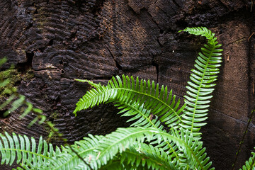 Close-up Detail of Lush, Green Fern Fronds in Pacific Northwest Rainforest