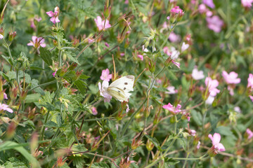 Cabbage white butterfly on a flower in a garden