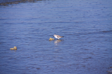 B&eacute;casseau sanderling sur le rivage