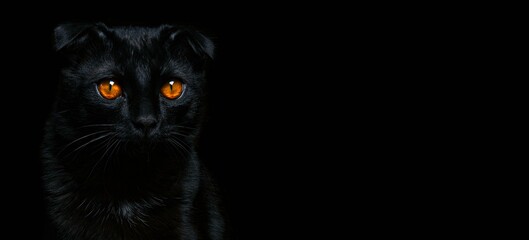 Portrait of a black cat with yellow eyes on a black background, copy space.