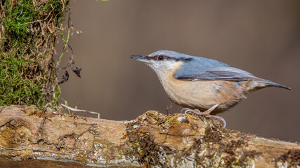 Kleiber, bird, natur, wild lebende tiere, tier, ast, wild,  meise, gering