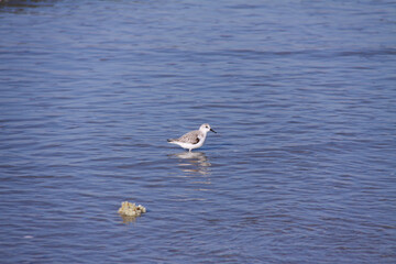 Bécasseau sanderling