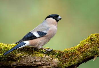 Eurasian bullfinch female ( Pyrrhula pyrrhula )