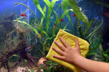 A child's hand wipes the glass of the aquarium with a yellow cloth. You can see a beautiful bright underwater world and its inhabitants.