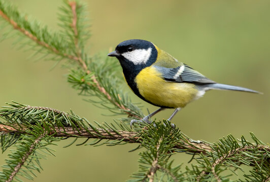 Great tit close up ( Parus major )
