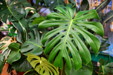 Obraz premium Close-up of a large green monstera leaf with holes, botanical garden. Sale of the plant. A gift for March 8, Valentine's Day and Mother's Day.
