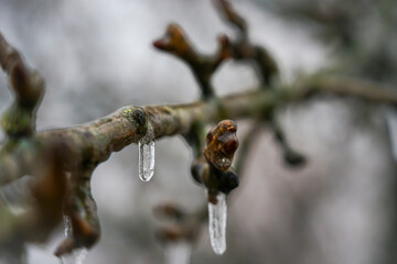 Frozen drops on a tree branch in winter. Branches covered with ice