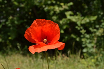 red poppy in the field