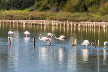 Naklejka premium Pink Flamingo on a pond in an early winter morning, HaBonim Beach, Israel. 