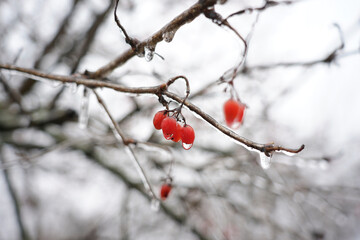 frozen berries in ice on a branch. Berries on a tree in winter under ice