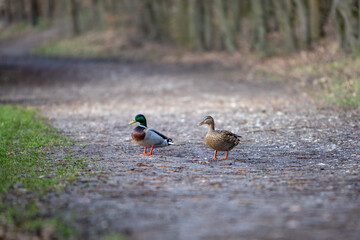 couple of mallard ducks walking on a gravel path in a forest