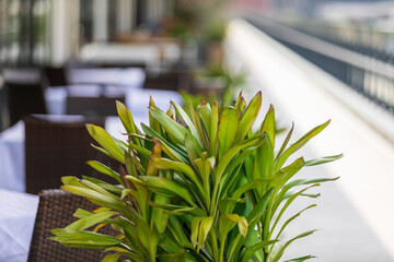 レストランの観葉植物とテーブルとデッキ