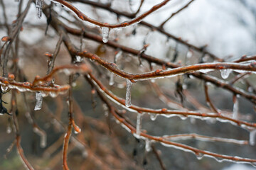 Frozen drops on a tree branch in winter. Branches covered with ice