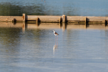 Black-winged Stilt on a pond in an early autumn morning near Atlit, Israel.	