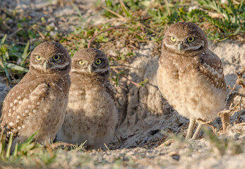 Three Baby Owls