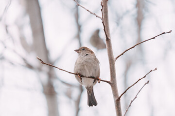 Brown sparrow on a tree branch.