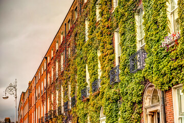 Vines covering apartment buildings in Dublin Ireland