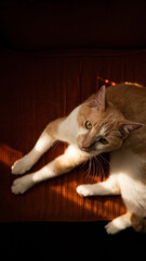moody light falling on a lounging orange cat laying on a dark orange chair