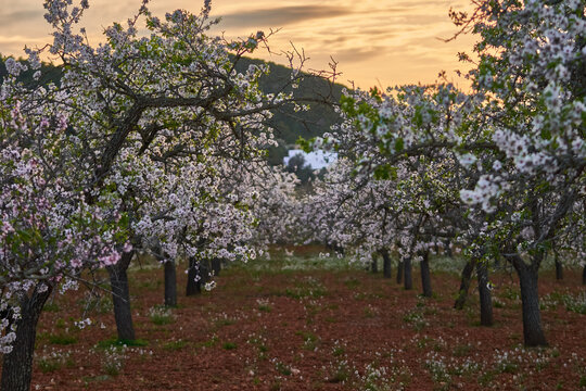 Blooming almond tree rows at sunset in Santa Gertrudis village, Balearic Island, Ibiza, Spain