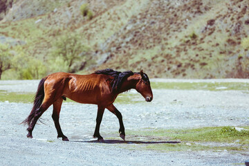Horse in profile walking in the steppe. A stallion with a beautiful mane. The brown horse looks ahead. Mammal animal in the wild. Agricultural livestock in pasture