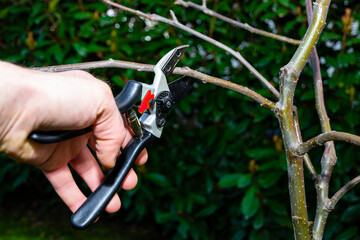 Pruning trees. A hand of a man pruning a young apple tree using a pruner, bushes with dark green...