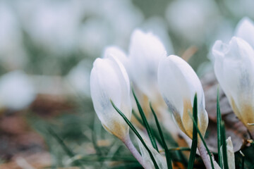 Delicate white blooming crocuses, can be used as a blurred natural background.