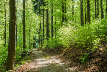 Beech forest in spring in the morning. The sun illuminates the lush green leaves. A forest track leads uphill.