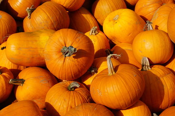 Pumpkins For Sale