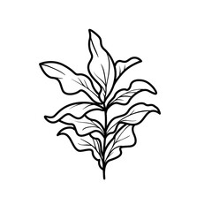 Algae with lush leaves coloring book linear drawing isolated on white background