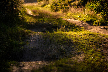 Fototapeta premium Hügelliger Weg im Wald
