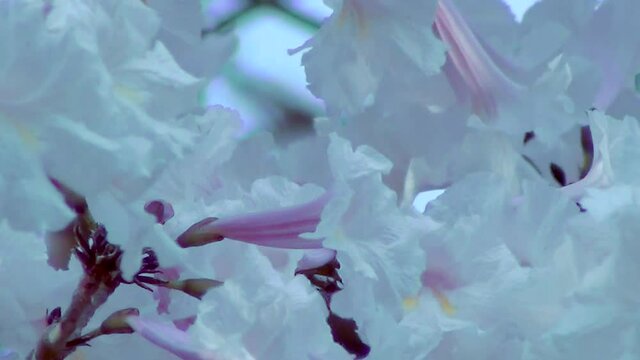 White flowering tree. Tabebuia roseo-alba, known as white ip&ecirc;, a tree native to Cerrado and Pantanal vegetation in Brazil,.