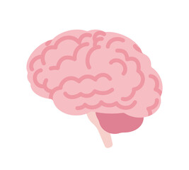 Human brain anatomical study, medical, scientific classroom model side view. Nervous system central organ of intellect, education. Vector flat style cartoon illustration isolated on white background