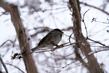 A sparrow sits on a tree branch in winter       