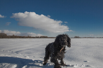 Black dog in the winter in the field.