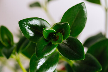 Houseplant Nematanthus wettsteinia, foliage nature background, close up on the light background. Flower shop concept