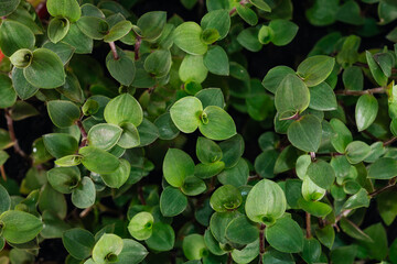 Houseplant Green Callisia repens, foliage nature background, close up on the light background. Flower shop concept